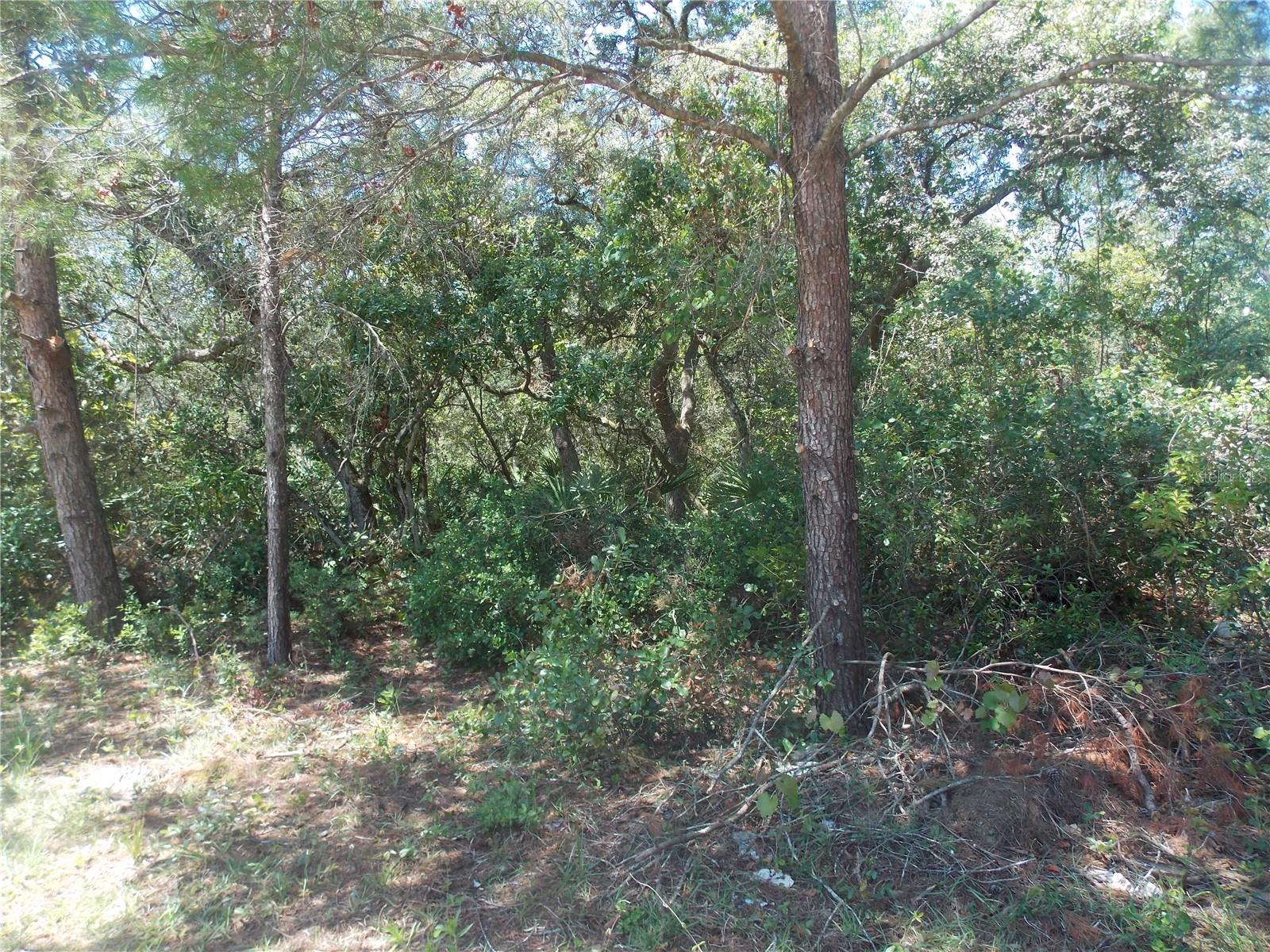 Lots 7-13 PINE ST photo 3