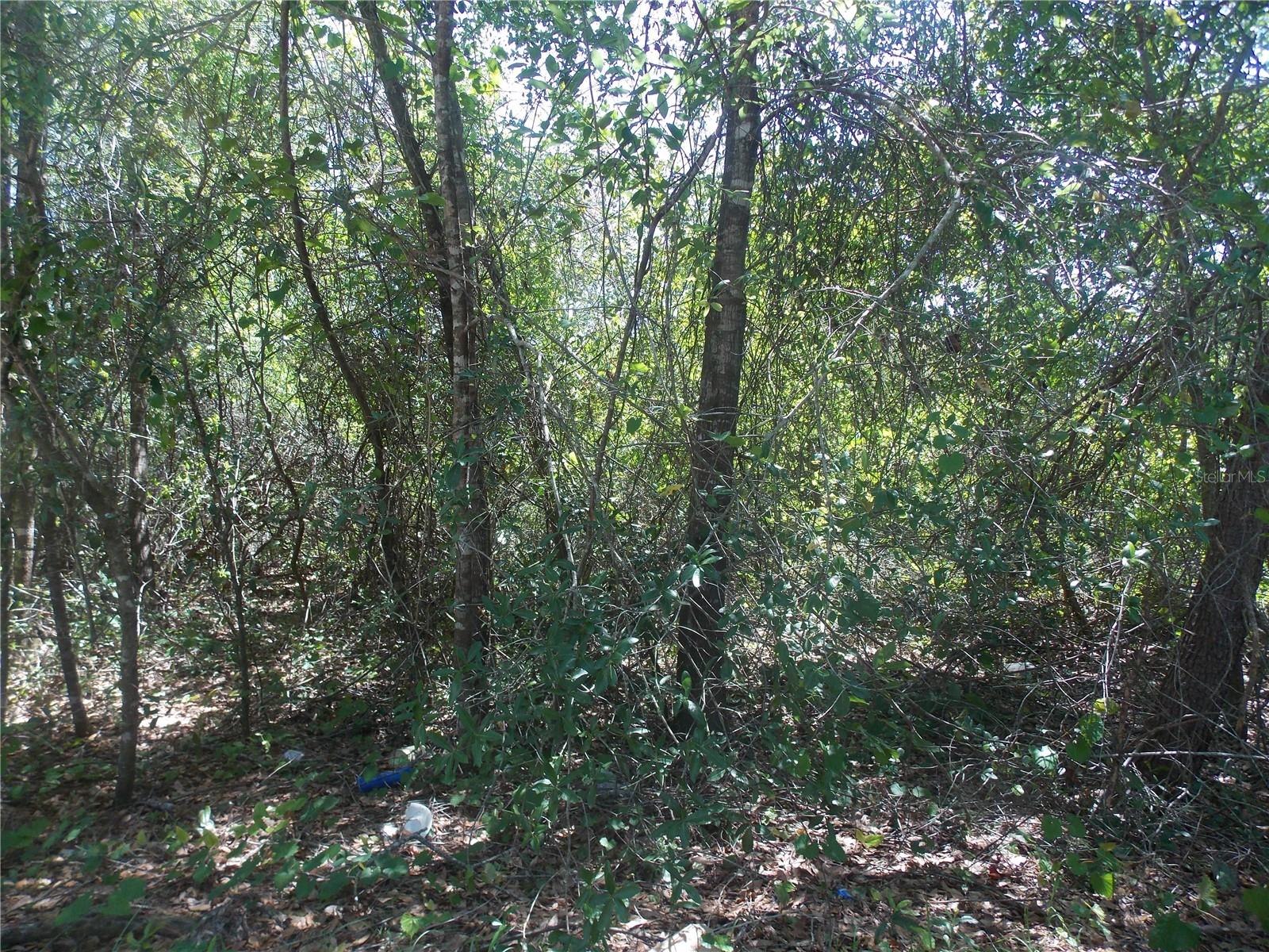 Lot 37-44 PINE ST photo 3