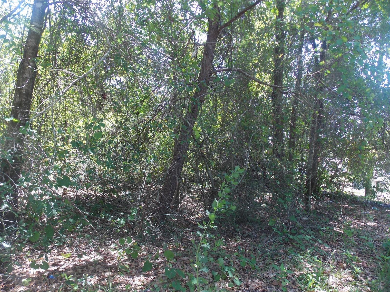 Lot 37-44 PINE ST photo 4