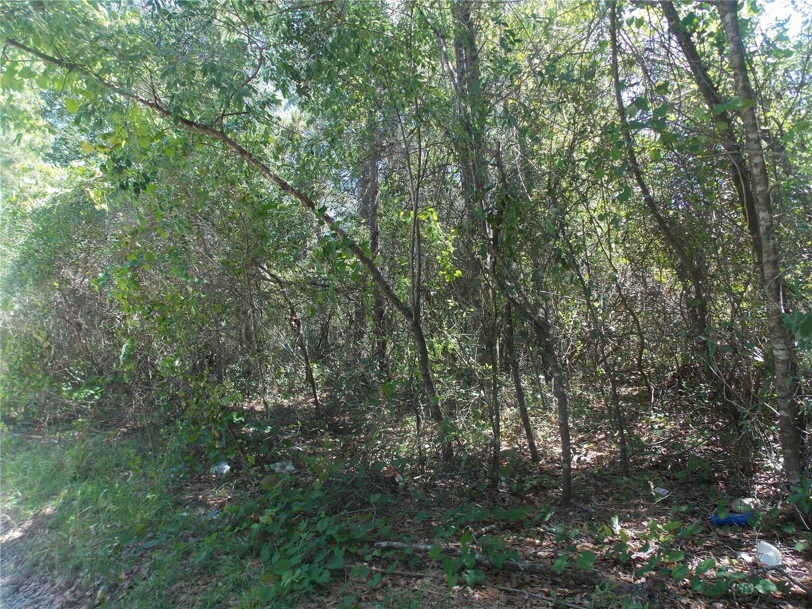 Lot 37-44 PINE ST photo 5