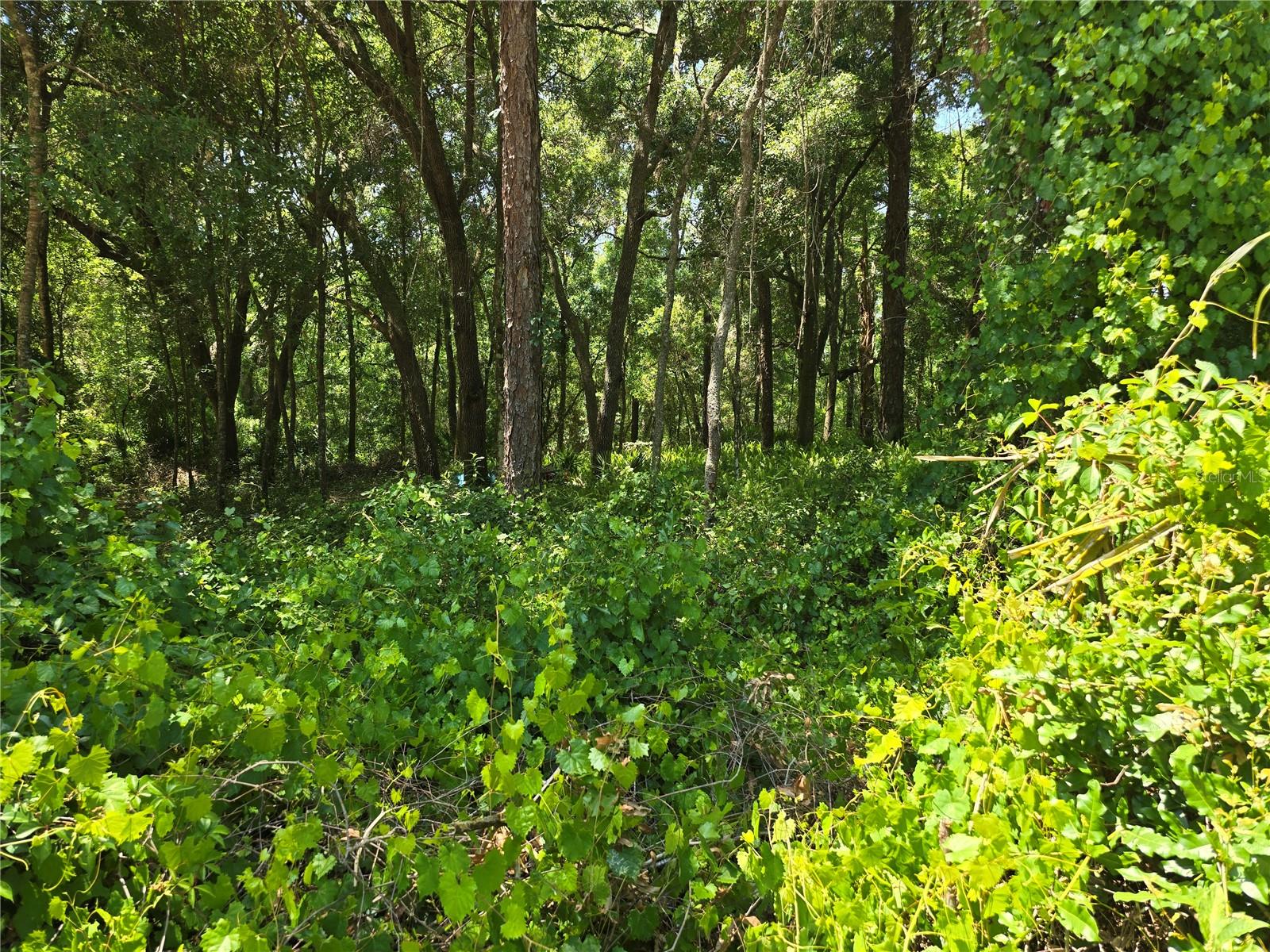 SE 284TH CT photo 3