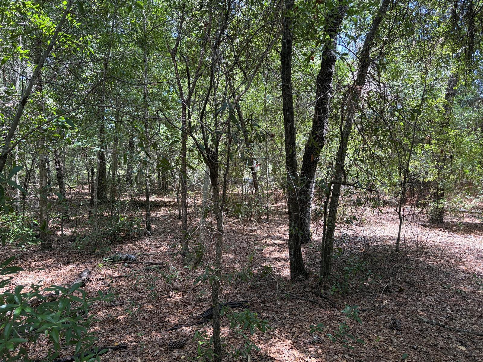 0 PINE TER photo 5